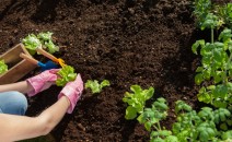 entretien du jardin pendant les vacances