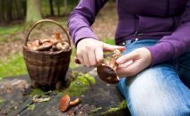 chasse aux champignons