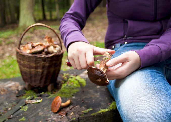 chasse aux champignons