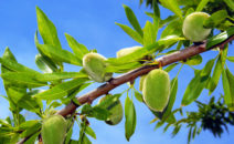 amandes trempées et déshydratées