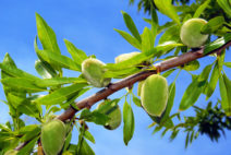 amandes trempées et déshydratées