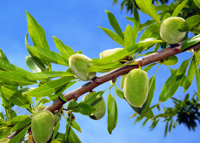 amandes trempées et déshydratées