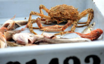 marché aux poissons