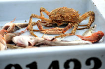 marché aux poissons