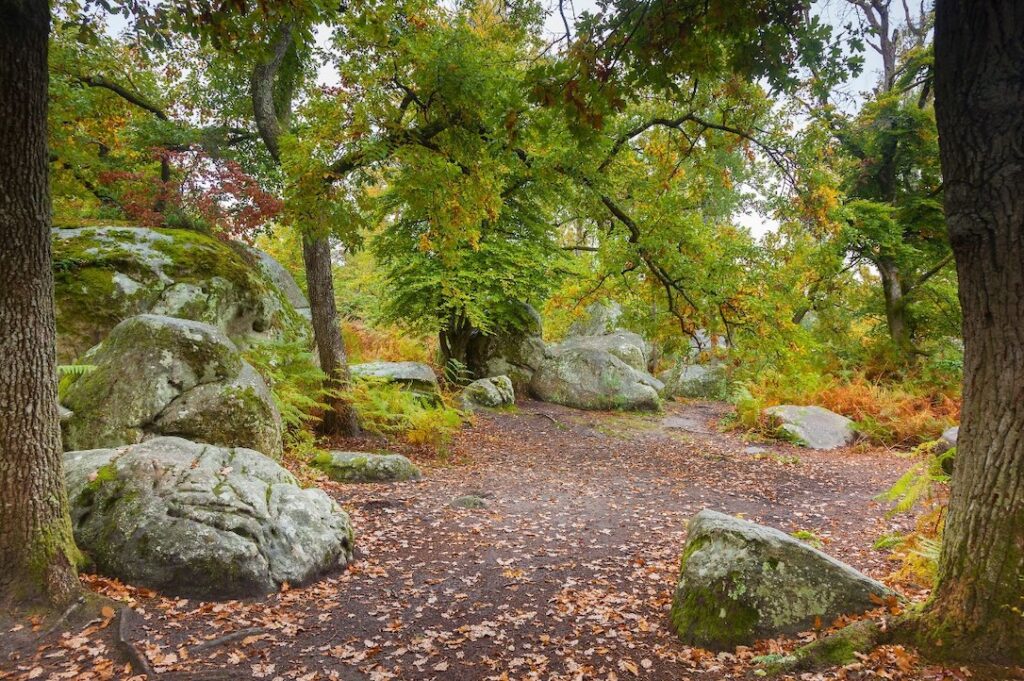 Fontainebleau - la Forêt