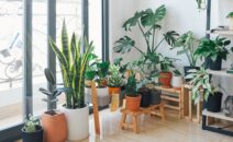 Plantes