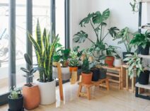 Plantes