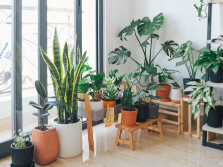 Plantes