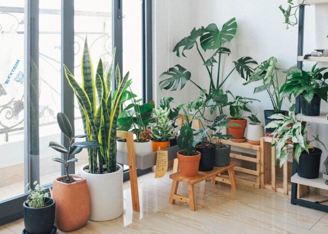 Plantes