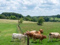 Champagne-Ardenne