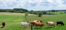 Champagne-Ardenne