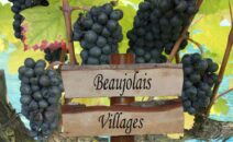 Beaujolais