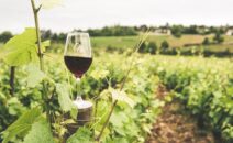 Vin de Bourgogne
