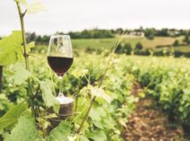 Vin de Bourgogne