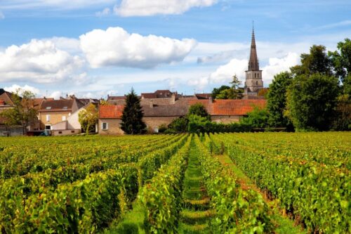 Vin de Bourgogne - Meursault