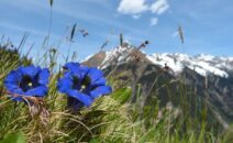 Alcools d'Auvergne