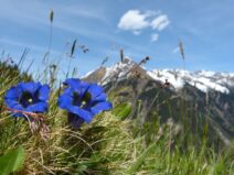 Alcools d'Auvergne