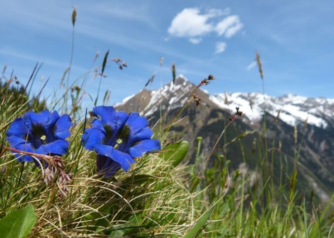 Alcools d'Auvergne