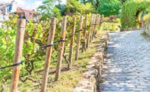 vins d’Île-de-France