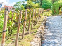 vins d’Île-de-France