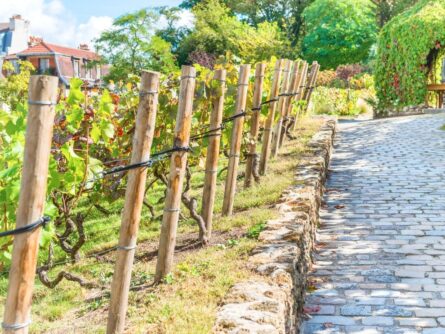 vins d’Île-de-France