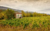 Clairette-de-Die