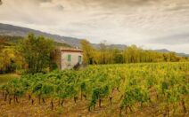 Clairette-de-Die