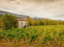 Clairette-de-Die