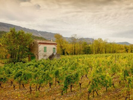 Clairette-de-Die