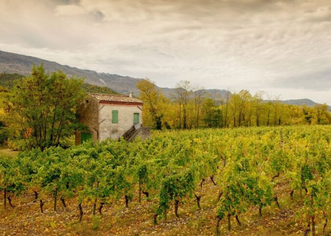 Clairette-de-Die