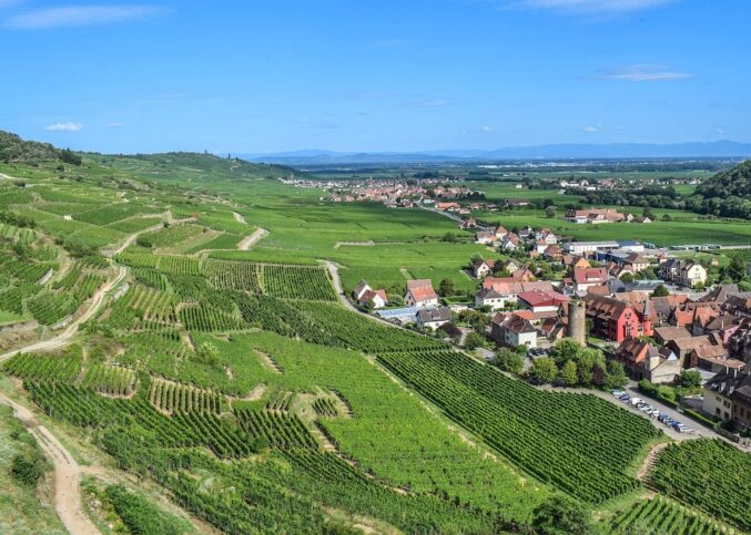 route des vins d'alsace