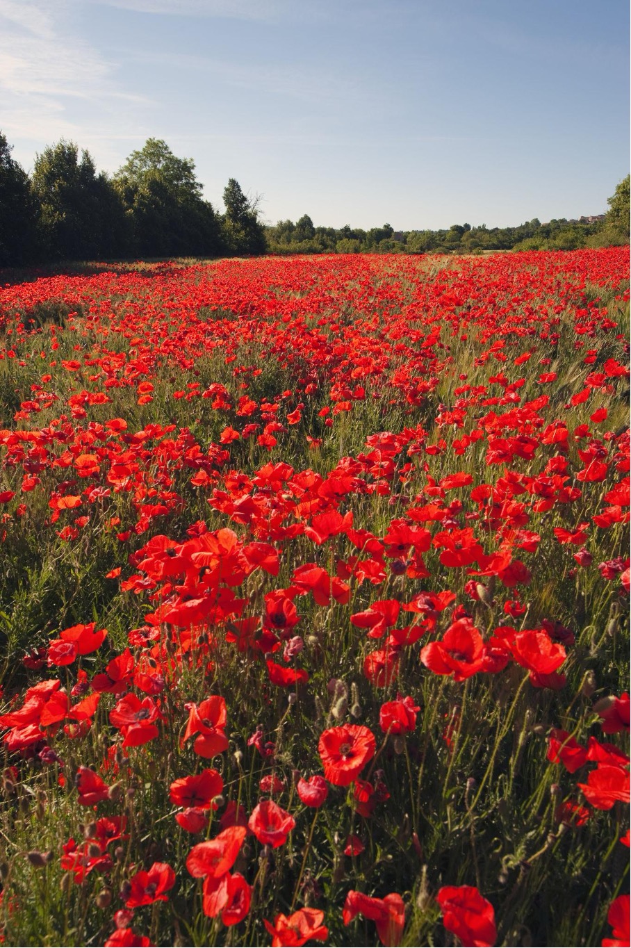 Coquelicot