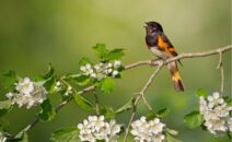 Le printemps nous émeut