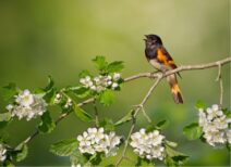 Le printemps nous émeut