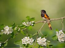 Le printemps nous émeut