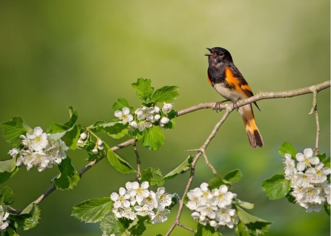 Le printemps nous émeut