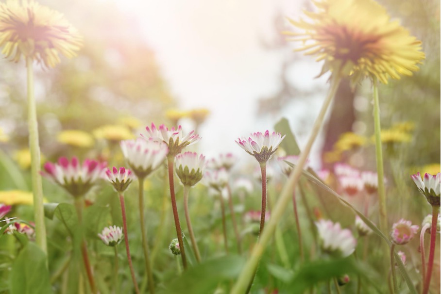Le printemps nous émeut